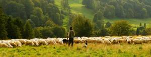 Shepherd with dog herding sheep in a lush green field surrounded by trees