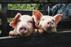 Two curious pigs peering over a wooden fence on a farm in a rural setting